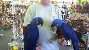   Синий ара попугай пара 1000€